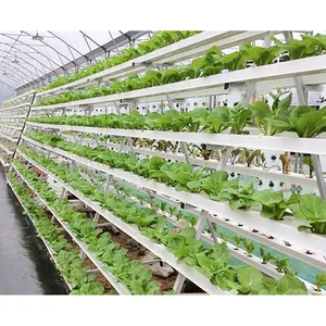 Dikey NFT hidroponik aquaponic sistemi ticari tarım sera