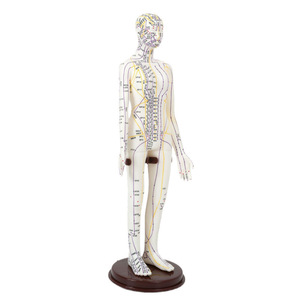 Modello di Punti di Agopuntura con Struttura del Corpo Umano - Simulatore di Addestramento con Ago in PVC per l'Apprendimento della Medicina Tradizionale Cinese - Product Image 2