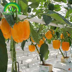 Bolsas de Cultivo de Fibra de Coco <span class=keywords><strong>para</strong></span> Invernaderos Hidropónicos, Bolsas de Cultivo de Coco <span class=keywords><strong>para</strong></span> Tomates Hidropónicos - Product Image 6