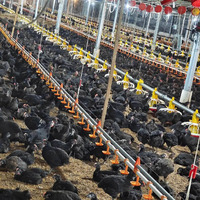 Système Automatique d'Alimentation et d'Abreuvement pour Volailles (Poulets, Canards, Dindes) – Équipement Complet Réglable en Hauteur pour Ferme