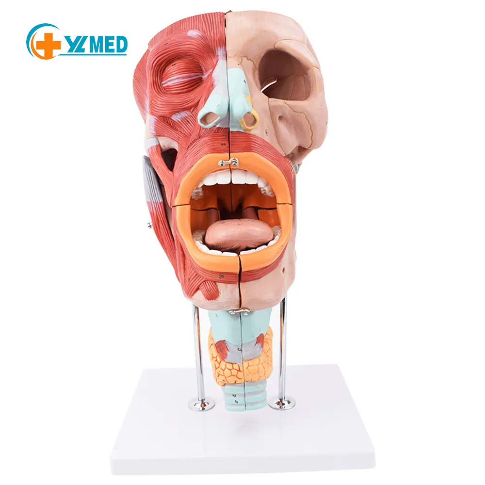 Mũi miệng và cổ họng khoang mô hình lưỡi cổ thanh quản khoang cơ bắp neurovessels tai mũi họng cho sinh viên y khoa tìm hiểu