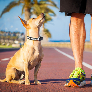 <span class=keywords><strong>Collar</strong></span> de choque automático para humanos, pantalla Digital, resistente al agua, recargable, eléctrico - Product Image 6
