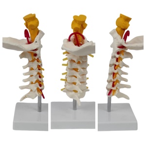<span class=keywords><strong>Esqueleto</strong></span> de PVC de tamaño real, modelo de 7 vértebras cervicales con hueso occipital, tronco encefálico, nervios, vasos sanguíneos para ciencia médica - Product Image 3