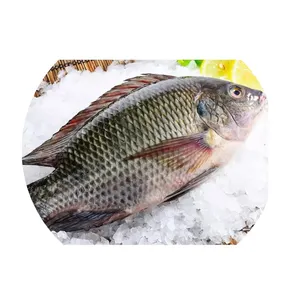 Mariscos de calidad superior Tilapia Precio bajo Tilapia congelada Mariscos frescos congelados Tilapia a la venta a buen precio