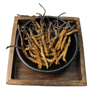 ถั่งเช่า Cordyceps ธรรมชาติจากธรรมชาติ,ถั่งเช่าผ้าก๊อซแห้งมาตรฐานทิเบต - Product Image 3
