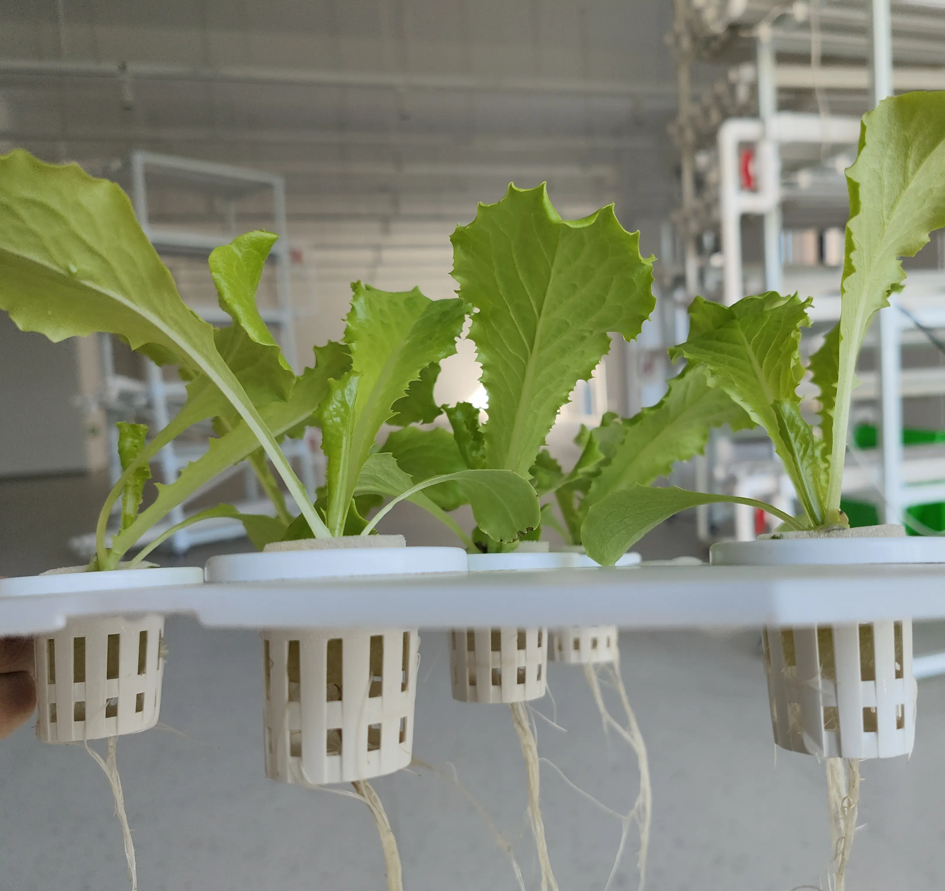Sistema De Plantação De Cultivador Hidropônico Vertical Interior Para O Cultivo Soilless