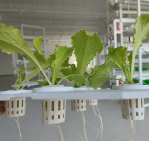 Indoor Verticaal Hydrocultuur Cultivator Plantsysteem Voor Grondloze Teelt
