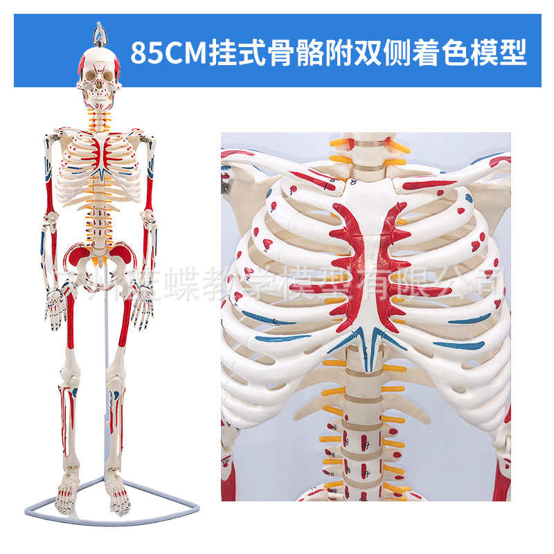 Muscle [disque intervertébral suspendu] coloré bilatéral de 85 cm