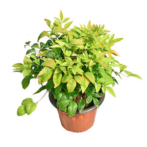 Bonsái Flame Nandina Ruby Lemon, Planta Perenne <span class=keywords><strong>Resistente</strong></span> al Frío para Interiores/Exteriores, <span class=keywords><strong>Resistente</strong></span> al Calor, con Hojas Rojas, para Decoración - Product Image 5