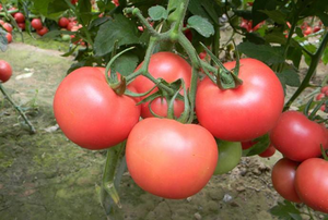 FUMA Eco-friendly acquaponica serra in plastica <span class=keywords><strong>per</strong></span> pesci e piante <span class=keywords><strong>crescere</strong></span> <span class=keywords><strong>insieme</strong></span> cultura fuori suolo - Product Image 5