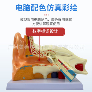 Modèle de simulation pédagogique de l'anatomie de l'oreille (oreille droite) – 3 composants : cochlée, oreille agrandie, spécimen anatomique médical - Product Image 4