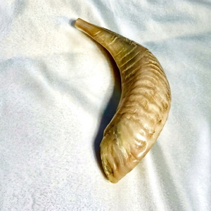 Véritable Shofar en corne de bœuf, instrument de rituel juif pour la prière en synagoge, les cérémonies religieuses et les acheteurs en gros - Product Image 1