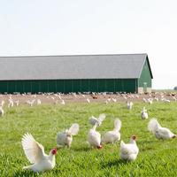 Bâtiment Modulaire Préfabriqué en Acier pour Poulets, Moutons, Porcs, Vaches – Hangar Agricole à Structure Métallique avec Revêtement Métallique