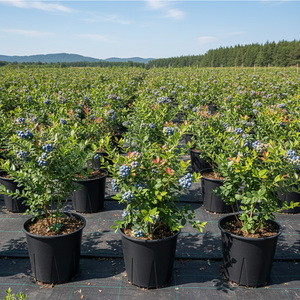 Maceta Grande de Plástico de 30 Litros para Cultivo de Arándanos en Invernadero, Diseño <span class=keywords><strong>Anti</strong></span>-Espiral con Nervaduras en V - Product Image 2