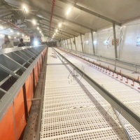 Système d'alimentation automatique en chaîne pour volailles, équipement avicole automatique pour poules pondeuses