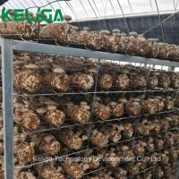 Serre-tunnel abordable pour la production de champignons-Expert Manufacturer