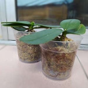 Vasi per <span class=keywords><strong>orchidee</strong></span> trasparenti fori trasparenti in plastica resistente cestini in plastica trasparente drenaggio per aerificazione vasi per fioriere per <span class=keywords><strong>orchidee</strong></span> orchidea - Product Image 6