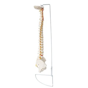 Modelo de enseñanza de osteopatía médica espinal, esqueleto espinal humano FRT014, material de PVC, flexible y curvable, 85 cm. - Product Image 3