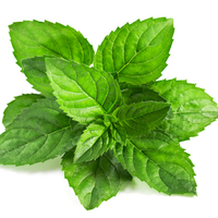 Hydrolat de menthe poivrée 100% pur et non dilué, idéal pour le nettoyage des pores, le soulagement de la fatigue, la matière première pour les soins quotidiens de la peau