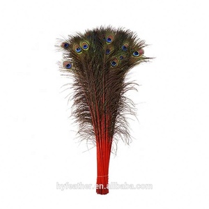 Pack of 100 Pieces Stem Dyed Peacock Eye Tail <strong>Feather</strong> 20 Inch+ - Product Image 3
