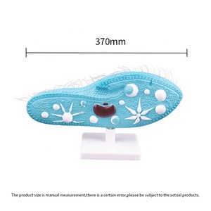 Modello di <span class=keywords><strong>cellula</strong></span> del paramecio di insegnamento della biologia 3D con il nuovo materiale plastico dei capelli - Product Image 4