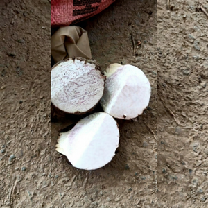 หัว taro ปอกเปลือกแช่แข็ง iqf สำหรับการแปรรูปอาหารในอุตสาหกรรมจำนวนมาก - Product Image 1