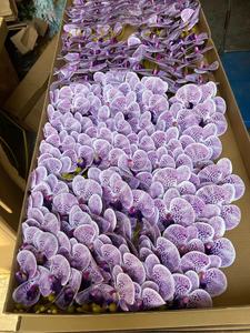 Vente en gros 50 Pcs 9 Têtes Real Touch Fleurs d'orchidées blanches Orchidées Phalaenopsis artificielles pour la décoration d'Halloween pour l'obtention du diplôme de mariage - Product Image 6