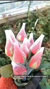 Groothandel Pe/Pp Rozenknop Beschermnetzak Op Maat Gesneden En Gegoten Plastic Gaasbedekking Voor Rozenknoppen - Product Image 2