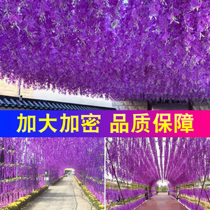 Guirnalda de Flores Artificiales de Glicinia Shangchu de 100 cm, Decoración para Bodas y Hogar, Enredadera Artificial para Techo Interior, Morado, Rosa, Amarillo, Verde - Product Image 4