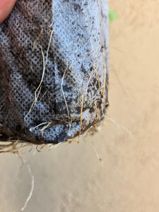 Bolsa de cultivo de plántulas de tela no tejida biodegradable blanca de gran venta para siembra agrícola - Product Image 2