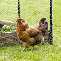 Filet pour volailles galvanisé 1 pouce x 1/2 pouce, clôture pour poulets, hexagonal, maille chaude de 3/4 pouce, rouleau de fil de fer pour poulets