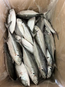 Caballa redonda entera/<span class=keywords><strong>pescado</strong></span> de caballa para la venta China exportación Hardtail Scad Hard Tail Scad Fish para cebo - Product Image 2