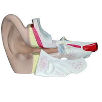 Vie coulée silicone caoutchouc foie humain coeur géant oreille estomac cataracte oeil modèle