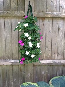 Jardín <span class=keywords><strong>vertical</strong></span> jardinera colgante de <span class=keywords><strong>pared</strong></span> - Product Image 4