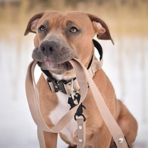 OEM 2 pulgadas nylon metal pesado entrenamiento mascota collar neopreno ancho resistente matón perro collar con asa - Product Image 2