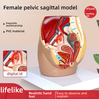 Sistema urinario reproductivo femenino, modelo de anatomía sagital, ayuda de enseñanza médica de plástico para la escuela de medicina con útero
