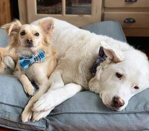 OEM 수락 조절 개 칼라 및 bowtie 사용자 정의 럭셔리 고품질 애완 동물 제품 금속 버클 - Product Image 6