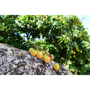 ลิ้นจี่หวานสีเขียวผลไม้สดขนาดใหญ่ที่<span class=keywords><strong>ม</strong></span>ีหลุ<span class=keywords><strong>ม</strong></span>ขนาดเล็กพันธุ์ที่หายาก - Product Image 3