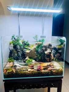 Jin Jing Vijf-Lijn Ultra-Witte Land-En Wateraquarium, Aquarium In Plantenstijl, Ultrawitte Glazen Amfibieënregenwoudtank - Product Image 5