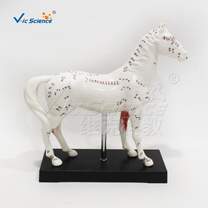 Modèle simulé de points d'acupuncture équine avec base et manuel d'instructions - aide pédagogique pour laboratoire - Product Image 3