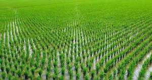 <span class=keywords><strong>Engrais</strong></span> organique soluble dans l'eau à base d'acide humique NPK pour <span class=keywords><strong>tomates</strong></span>, concombres, poivrons, carottes, <span class=keywords><strong>engrais</strong></span> au silicium Dojin Si - Product Image 4