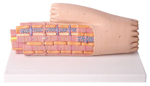 Histologie und Embryologie anatomisches Modell - Product Image 3