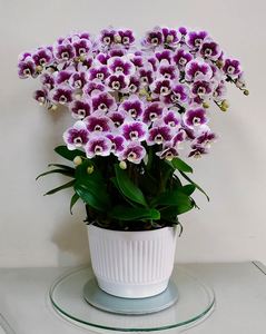 F22530 <b>Large</b> pleated porcelain look planter for Halloween retail and event use - Product Image 5