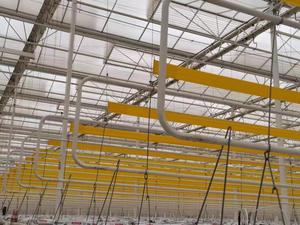 Rollo de pegamento de mosca colgante gigante grande para insectos de invernadero - Product Image 6