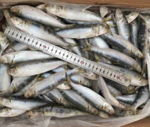 Especificaciones para Pescado Congelado: Caballa 300-500g - Product Image 4