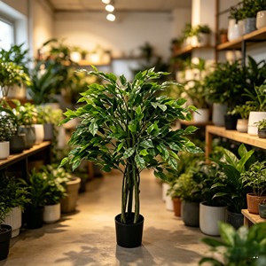 Majestuoso bonsái de árbol de banyan preservado con raíces aéreas para rincón zen y acento de paisaje tropical - Product Image 3
