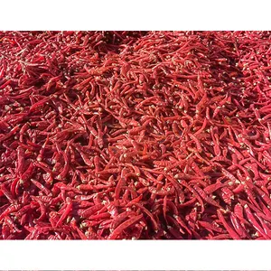 Chinesische heiße trockene rote Chili Chaotian stamm lose chinesische Chilis