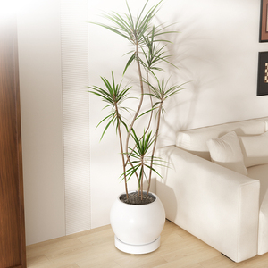 Plateaux ronds de base de pot de fleur avec roues: support de plante mobile avec <span class=keywords><strong>roulettes</strong></span> pivotantes soucoupes invisibles anti-pourriture des racines - Product Image 5