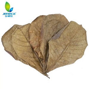 Jeneca Accessoires d'aquarium en bois naturel Terminalia Indian Amande Feuille d'<span class=keywords><strong>olivier</strong></span> Fish Tank Paysage Lit de feuilles en bois respectueux des poissons - Product Image 1