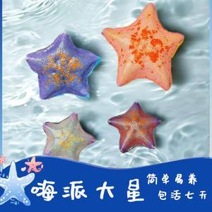 Mini Marine Life Haiyan Lin's Student Lazy Starfish Supplies Moving Patrick Star - Product Image 1